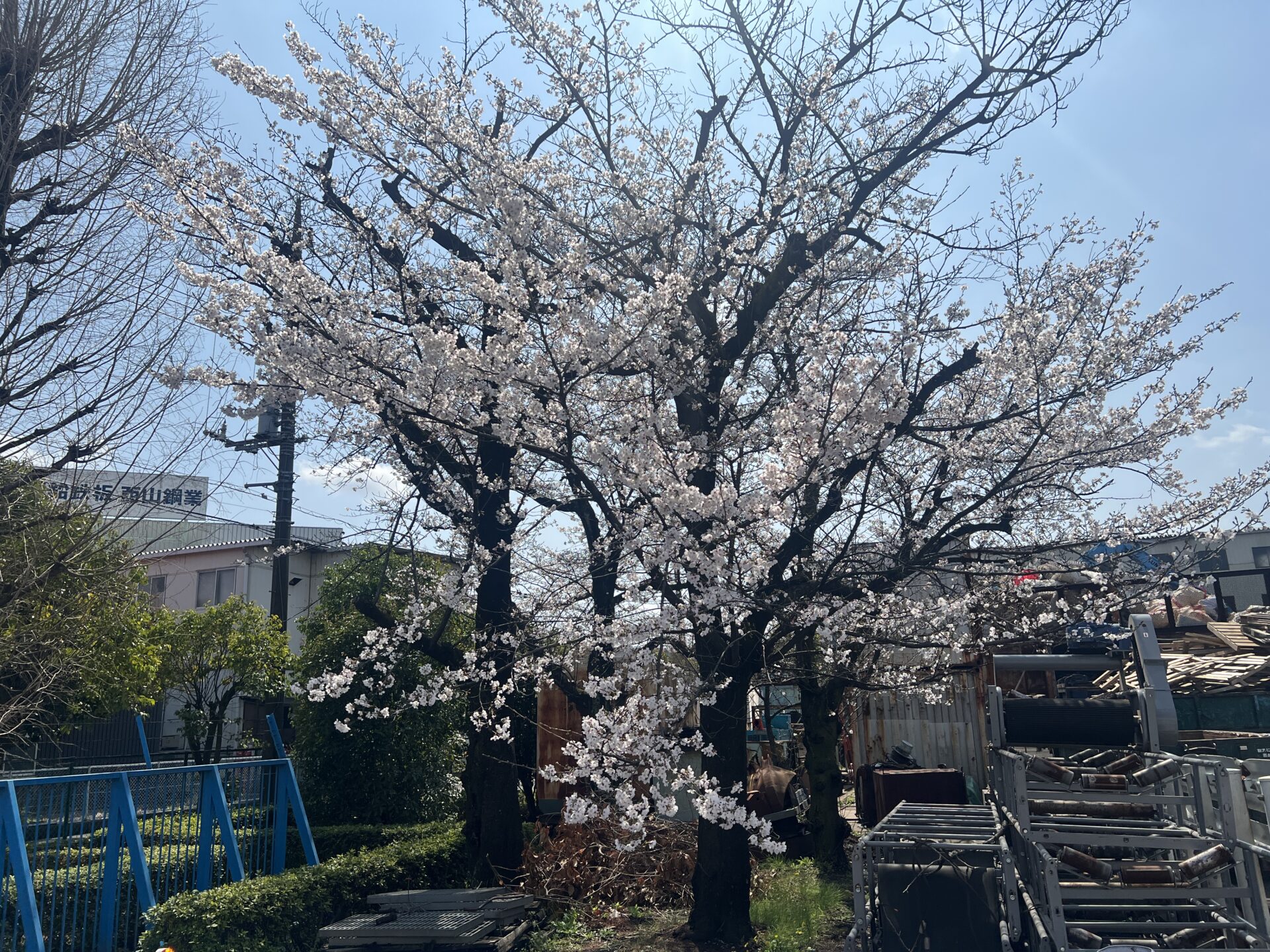 今年も桜が咲きました。